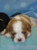 KC CAVALIER KING CHARLES SPANIEL FOR ADOPTION