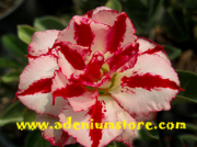 Tropical Adenium Seeds,  Plumeria Seeds & Adenium Plants