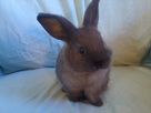 4 baby rabbits/ 3 9 months old - for sale/rehoming