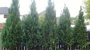 WELL ESTABLISHED CONIFERS FOR SALE