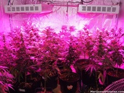 Full Spectrum 300W LED Plant Grow Light For Hydroponics London