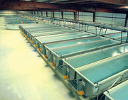 disinfectant products