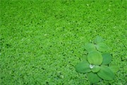 Duck weed
