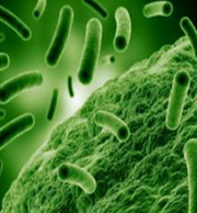 Sludge eating bacteria