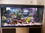 TROPICAL FISH AND FISHTANK