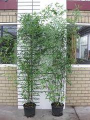 Buy Black Bamboo Online