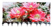 LED Display Screen for the Rental market - LSR-Mage