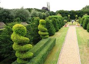 Garden Plants and Trees Nursery In UK | Pleached Trees