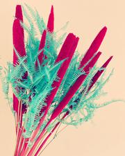 Buy Dried Pampas Grass Online-Dried Flowers & Decor@UK
