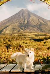 Pet travel Carrier 