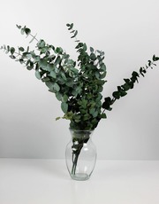 Shop Preserved Eucalyptus Stems - Cinerea Green/Grey Bunch,  60cm