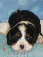 CAVALIER KING CHARLES SPANIEL FOR ADOPTION
