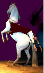 Royal Horse Gala Tickets are Avaialable on Exclusive SALE