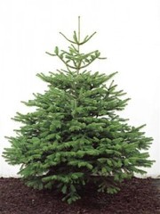 Christmas Tree supply,  delivery and recycling Brighton and Hove