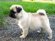 PUG PUPPIES FOR FREE ADOPTION